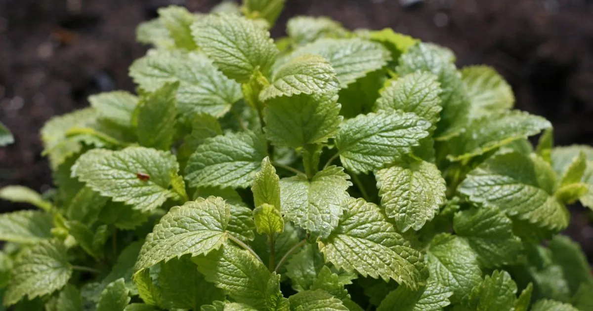 lemon balm for weight loss