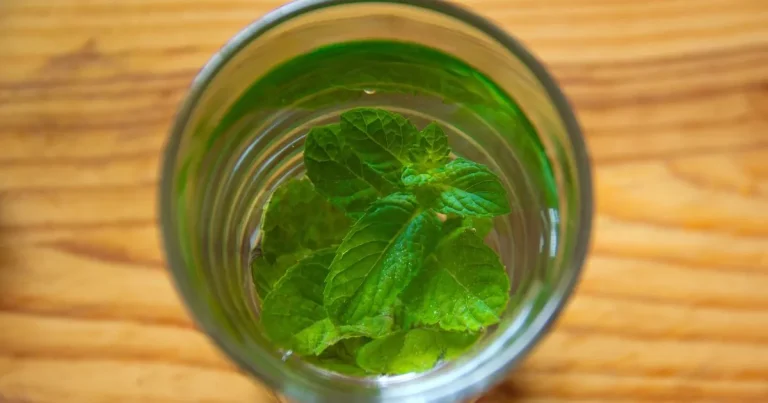 Why Lemon Balm Tea is TikTok’s Go-To Weight Loss Hack lemon balm tea recipe for weight loss tiktok