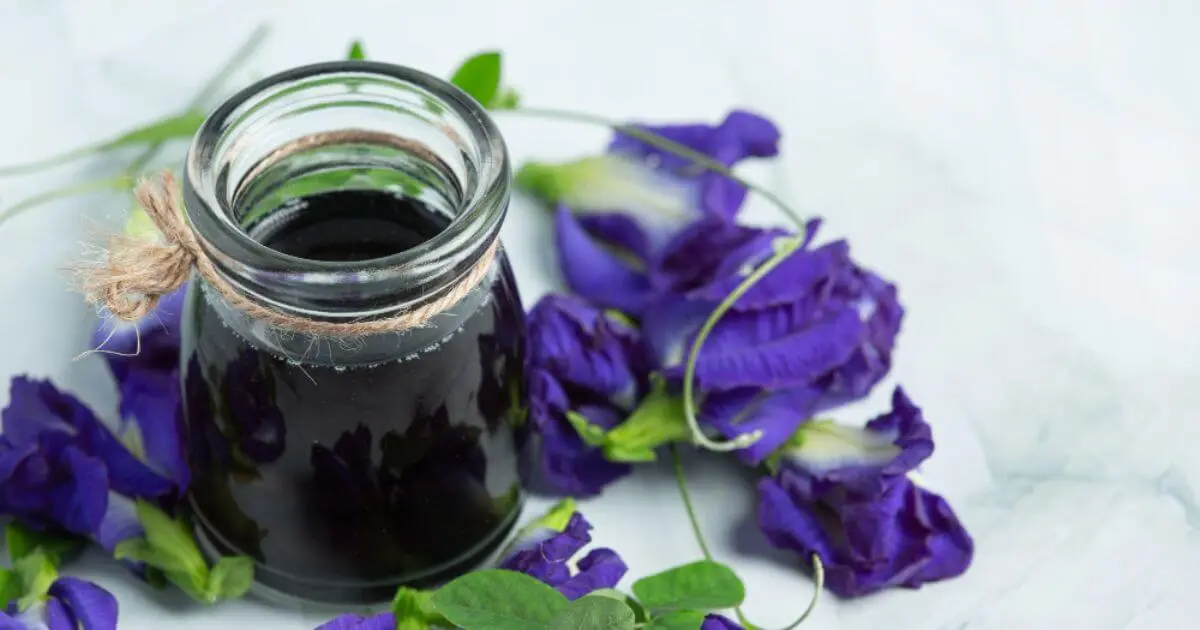 butterfly pea flower benefits for skin