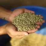 green coffee bean extract for weight loss