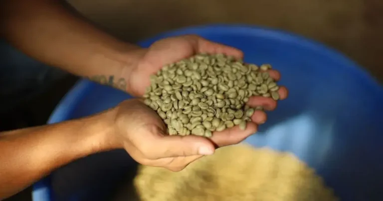 Green Coffee Bean Extract for Weight Loss: Does It Work? green coffee bean extract for weight loss